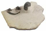 Pseudocryphaeus (Cryphina) Trilobite With Two Reedops #359162-1